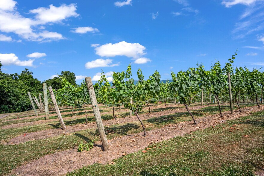 More Photos Of 3 Orchard Rd, Liverpool Winery Vineyard For Sale