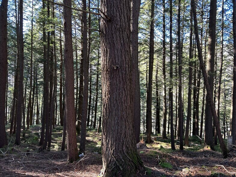 More Photos Of , Killington Land For Sale