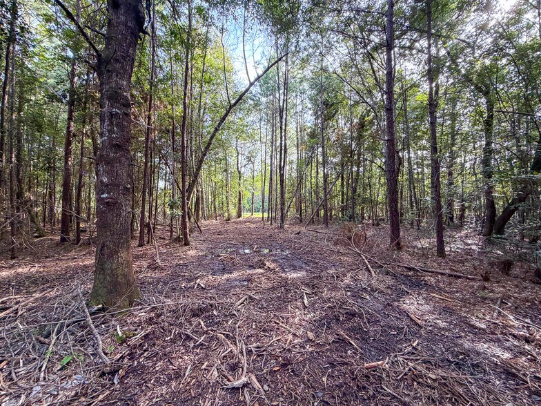More Photos Of 3.39 Acres, FM 787, Saratoga Land For Sale