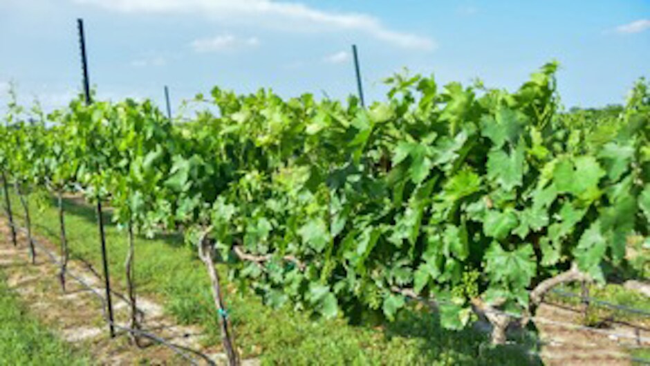 More Photos Of 11157 US 290, Hye Winery Vineyard For Sale