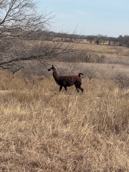 More Photos Of 363 County Road 4403, Grandview Land For Sale