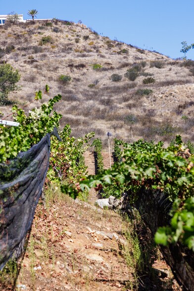 More Photos Of 2286 Sunshine Mountain Rd, San Marcos Winery Vineyard For Sale