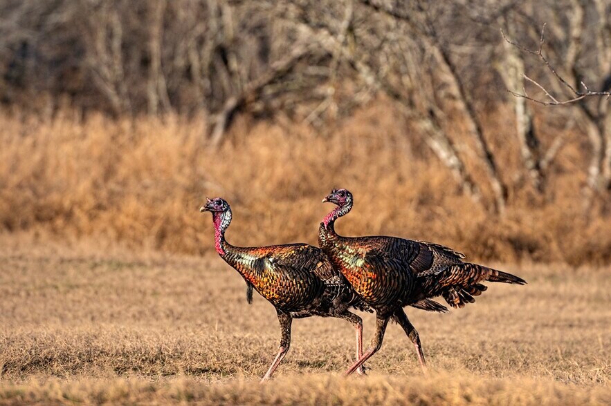 More Photos Of 141 S Private Road 1026, Kingsville Land For Sale