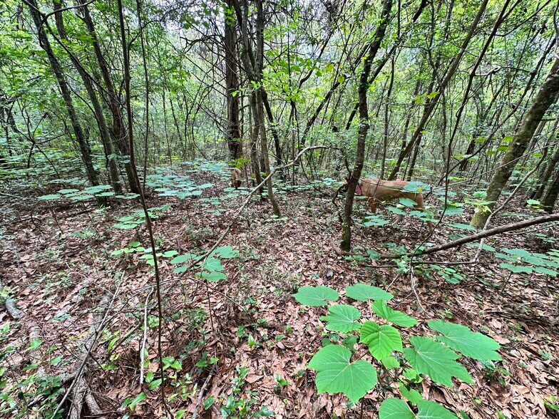 More Photos Of 0 Wilmer, Wilmer Land For Sale
