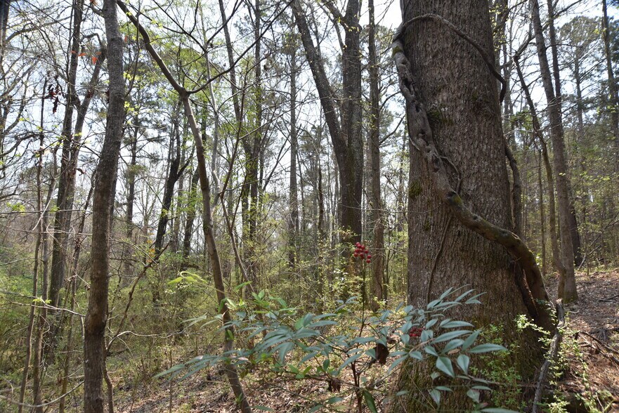 More Photos Of Warm Springs Rd @ GA-208, Waverly Hall Land For Sale