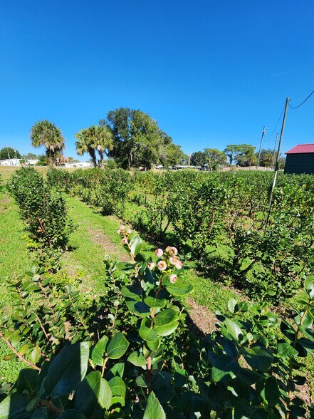More Photos Of 3510 Walk in Water Rd, Lake Wales Winery Vineyard For Sale
