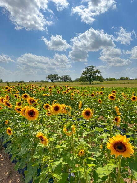 More Photos Of 995 W Gates Valley Rd, Poteet Land For Sale