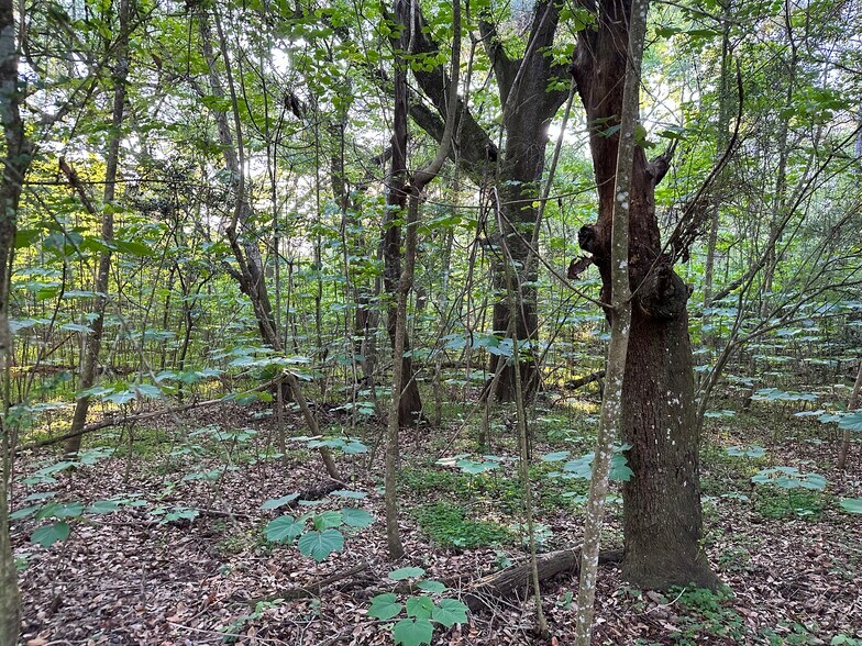 More Photos Of 0 Wilmer, Wilmer Land For Sale