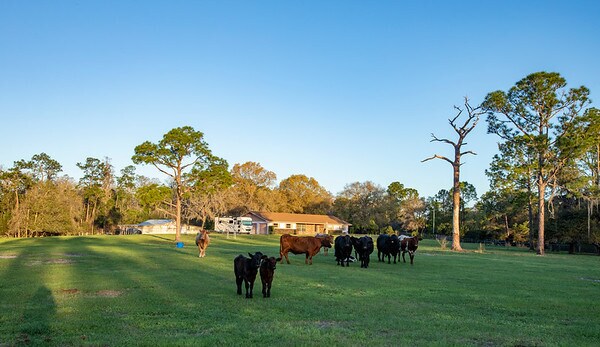 More Photos Of 8100 Watkins Rd, Haines City Land For Sale