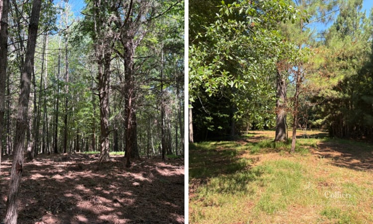 More Photos Of Martin Road, Williamston Land For Sale
