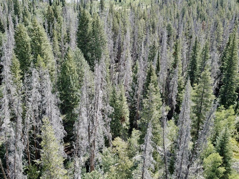 More Photos Of Tbd Ski Idlewild Rd Tract G, Winter Park Land For Sale