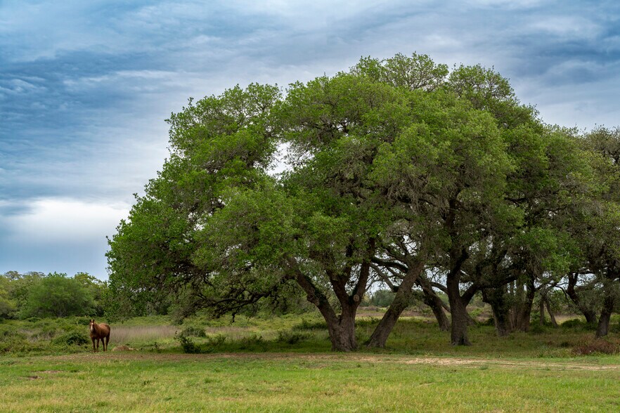 More Photos Of CR 19, Hallettsville Land For Sale
