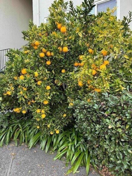 More Photos Of 837 Cowper St, Palo Alto Apartments For Sale