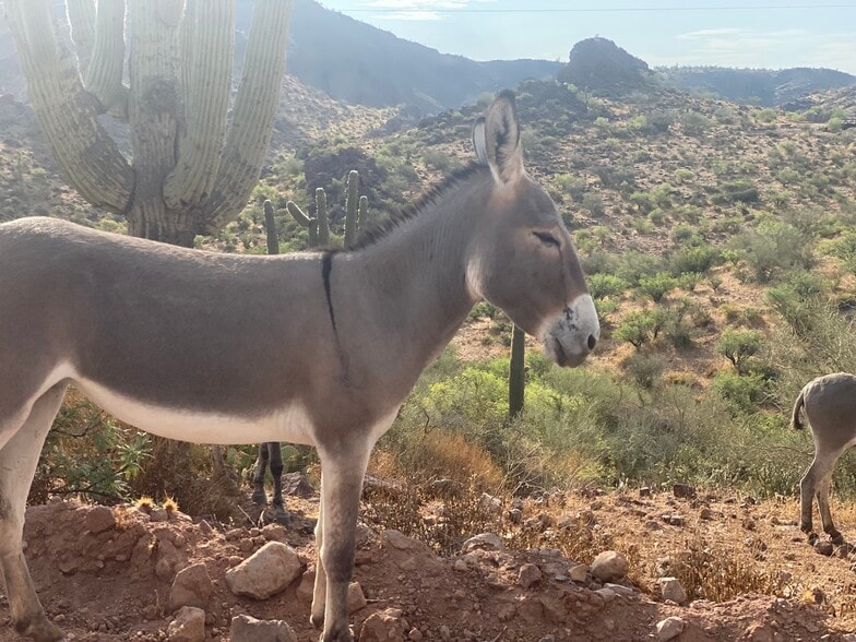 More Photos Of Lake Pleasant/ Cow Creek Road, Phoenix Land For Sale