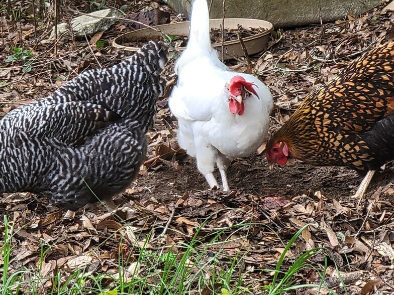 More Photos Of 38935 River Rd., Dade City Land For Sale