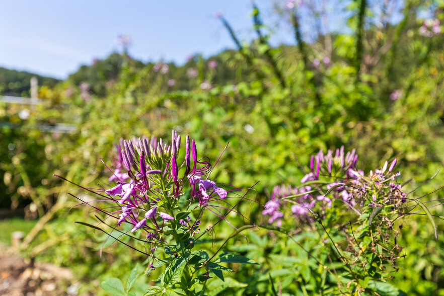 More Photos Of 3872 Brayton Mountain Rd, Graysville Skilled Nursing Facility For Sale