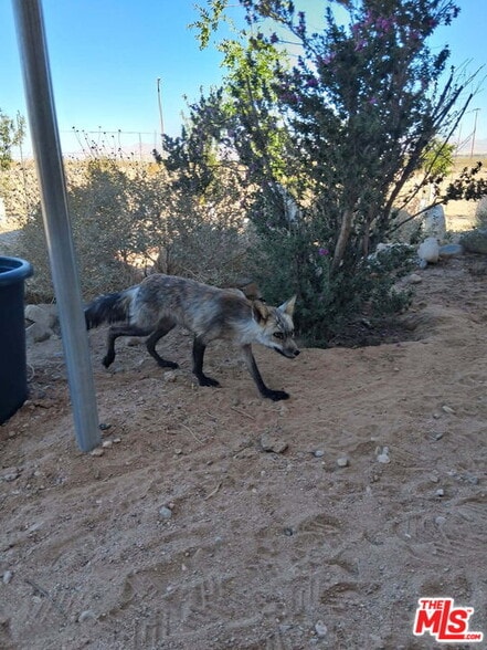 More Photos Of 9025 Camp Rock Rd, Lucerne Valley Veterinarian Kennel For Sale