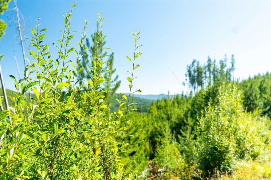 More Photos Of Nhn Logan Creek Road, Kila Land For Sale