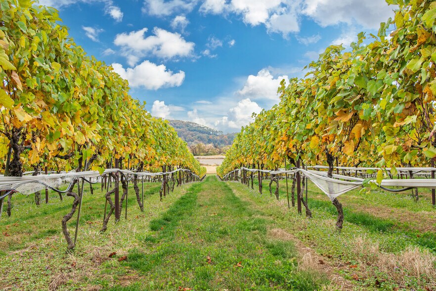 More Photos Of 33 County Road 627, Phillipsburg Winery Vineyard For Sale
