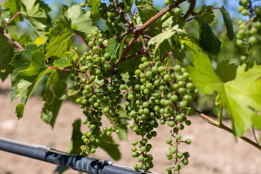 More Photos Of 53582 Falcon Rd, Olathe Winery Vineyard For Sale