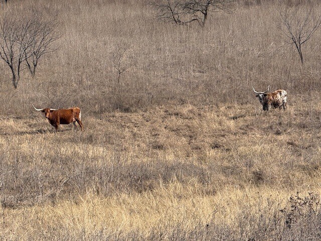 More Photos Of 363 County Road 4403, Grandview Land For Sale
