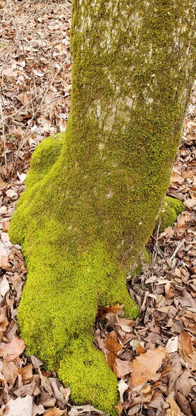 More Photos Of 4775 S 50th St, Aldrich Land For Sale