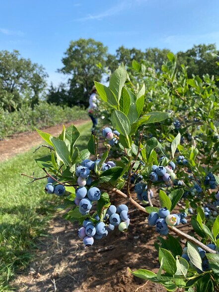 More Photos Of 552 Lick Creek Rd, Leasburg Land For Sale