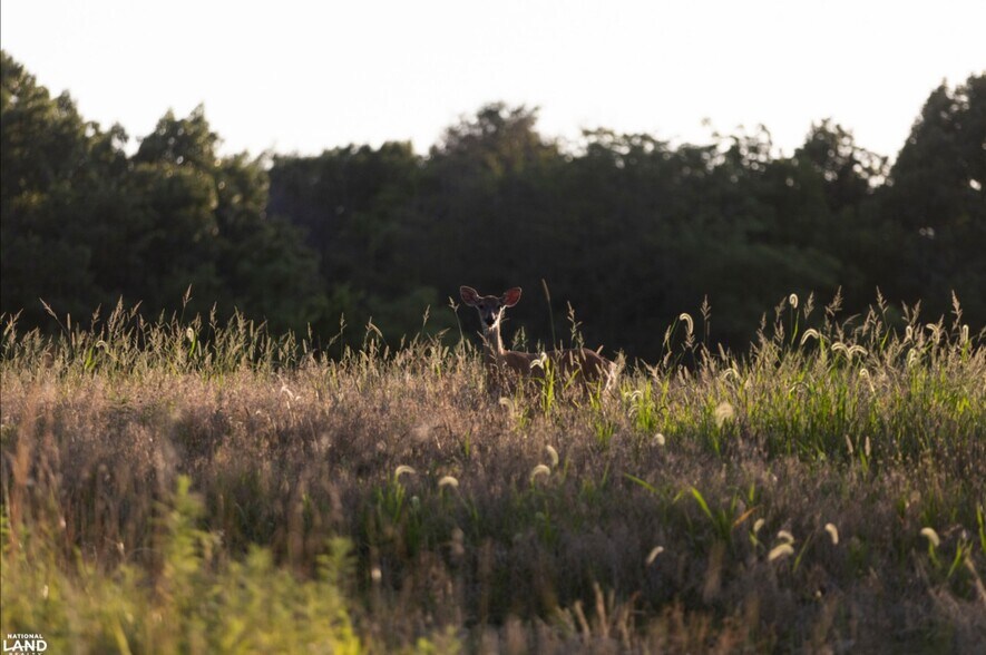 More Photos Of 178 Oak Creek Ln, Bland Land For Sale