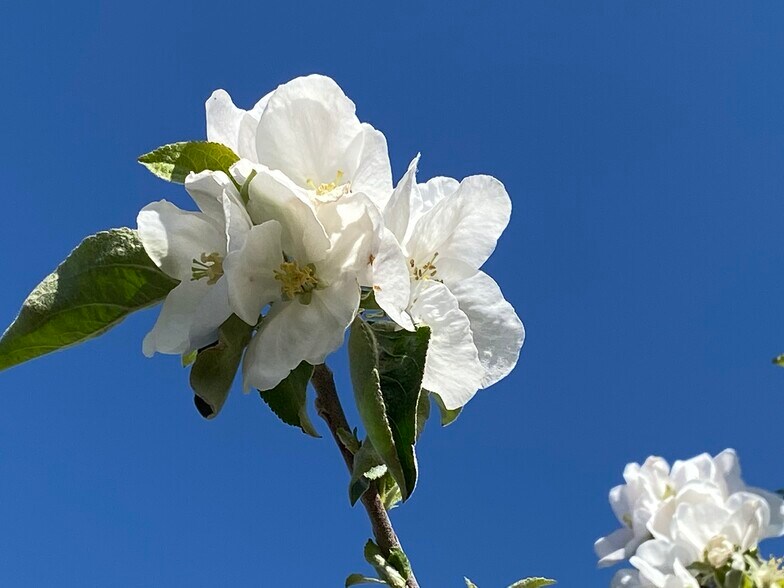 More Photos Of 53 WA-153, Pateros Land For Sale