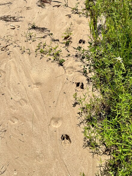 More Photos Of 0 Slim Palmer Road, Zavalla Land For Sale