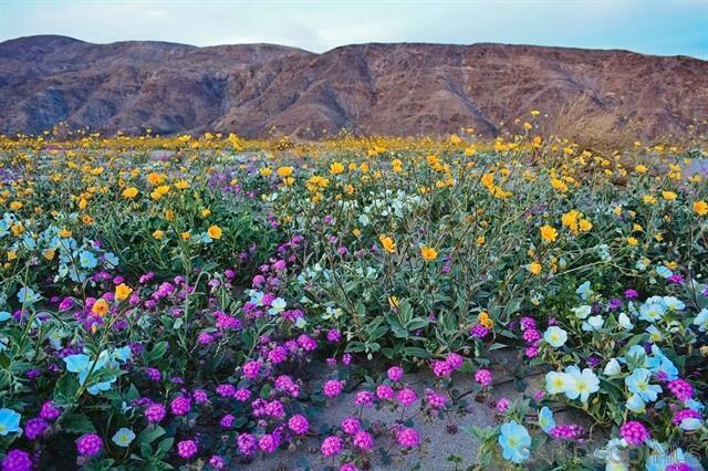 Primary Photo Of 0 Palm Canyon Dr, Borrego Springs Land For Lease