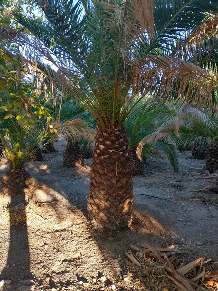 More Photos Of 2941 S Franhi Rd, Littlefield Land For Sale