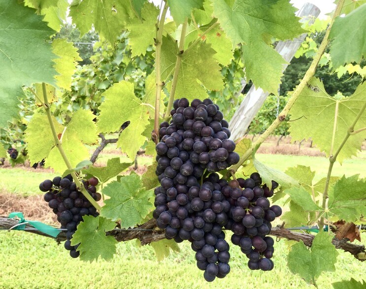More Photos Of 495 Meadow Landing Ln, Caret Winery Vineyard For Sale