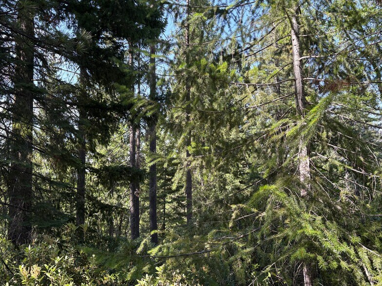 Primary Photo Of Castle Creek Rd, Mount Shasta Land For Sale