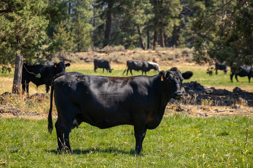 More Photos Of 41406 Lonquist Ln, Hat Creek Land For Sale