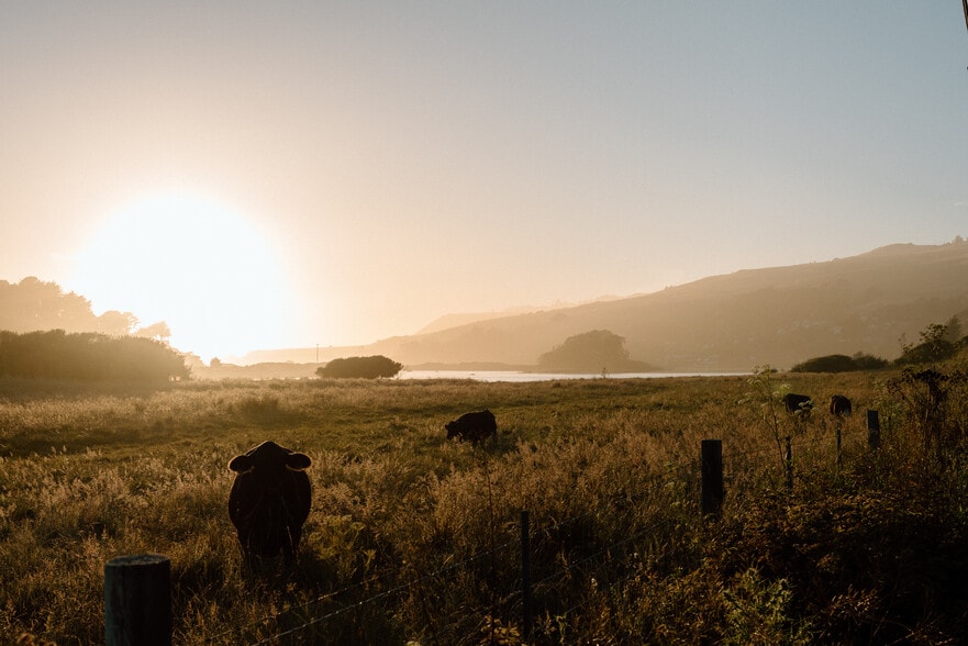 More Photos Of , Jenner Unknown For Sale
