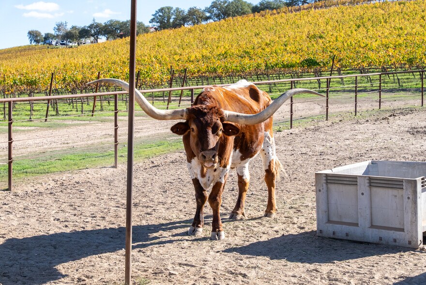 More Photos Of 7790 Airport Rd, Paso Robles Land For Sale