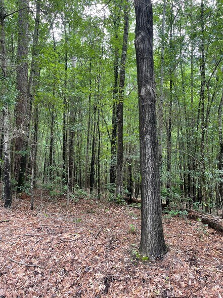 More Photos Of 17796 Dry Branch loop, Northport Land For Sale