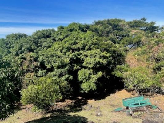 More Photos Of 77-6316 Mamalahoa Hwy, Holualoa Apartments For Sale