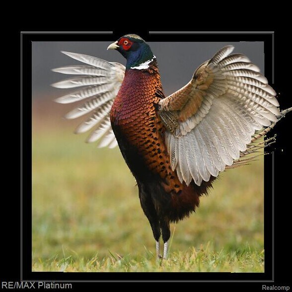 More Photos Of 1286 Gray Fox Ct, Howell Flex For Sale