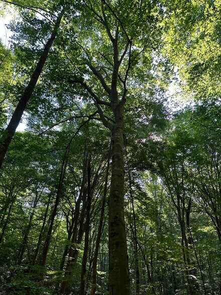 More Photos Of 400 Eden Church rd, Madison Land For Sale
