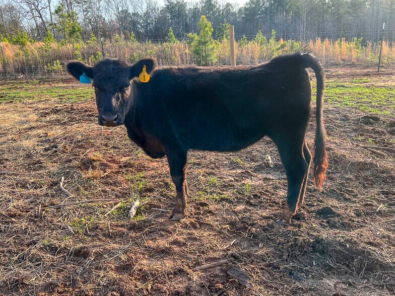 More Photos Of 693 Elledge Road, Ware Shoals Land For Sale