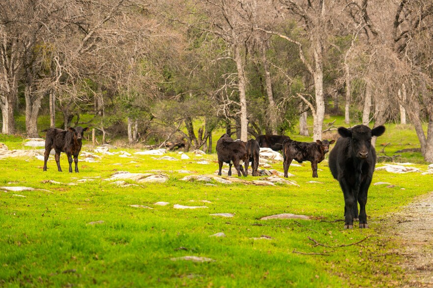 More Photos Of Skunk Gulch Rd, Vallecito Land For Sale
