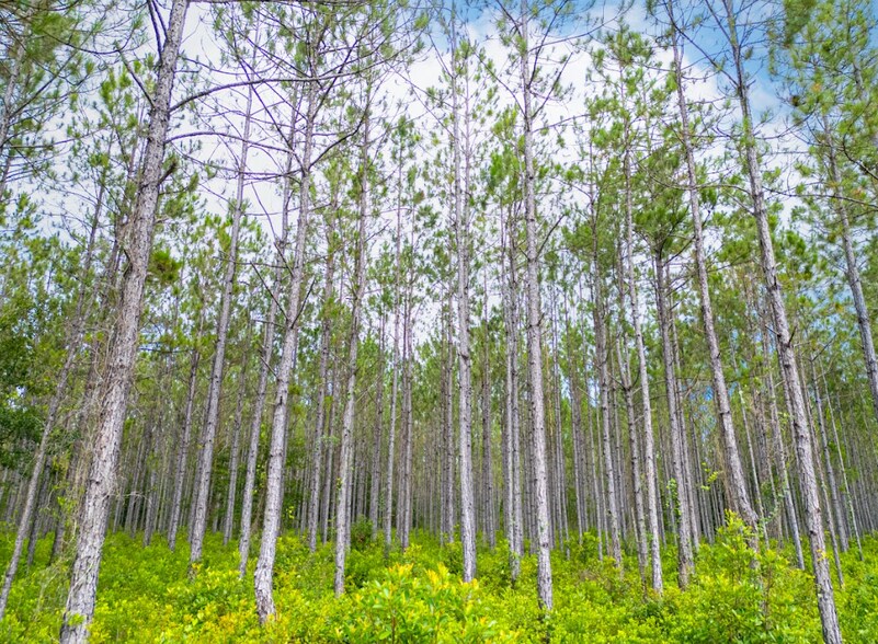More Photos Of 15499 County Road 121, Bryceville Land For Sale