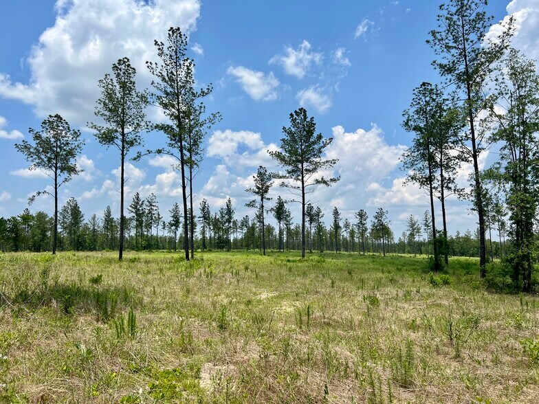 More Photos Of County Road 64, Robertsdale Land For Sale