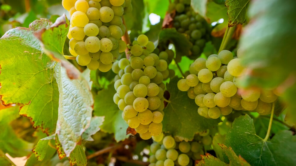 More Photos Of TFC Ranch, Lodi Land For Sale