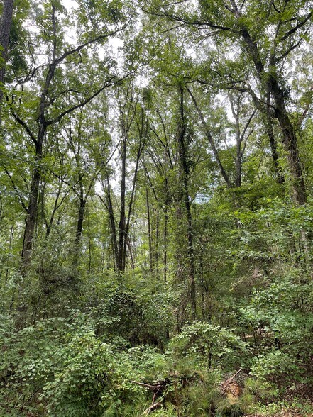 More Photos Of 17796 Dry Branch loop, Northport Land For Sale