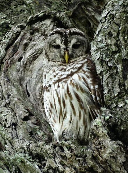 More Photos Of 2810 Precinct Line Rd, Richmond Land For Sale