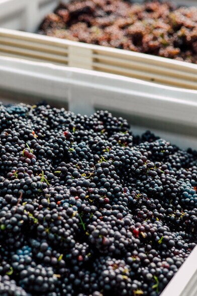 More Photos Of 4290 Mt Baker hwy, Everson Winery Vineyard For Sale