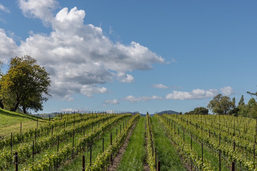 More Photos Of 1129 Dealy Ln, Napa Winery Vineyard For Sale